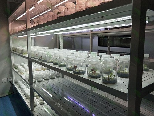 乐陵植物组织培养实验室设计建设方案